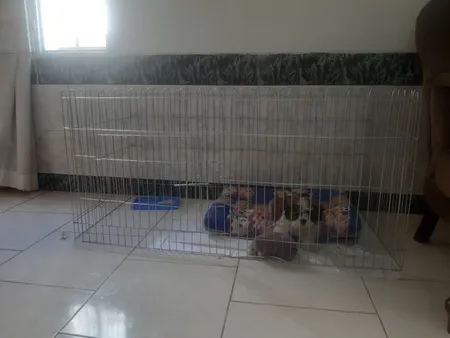 پارک سگ کد 01