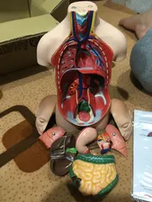 تجریه خرید بازی آموزشی طرح مولاژ نیم تنه انسان مدل ASM06