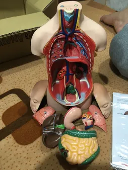 بازی آموزشی طرح مولاژ نیم تنه انسان مدل ASM06