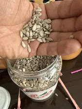 تجریه خرید مغز تخمه آفتابگردان خام قصیده - 700 گرم