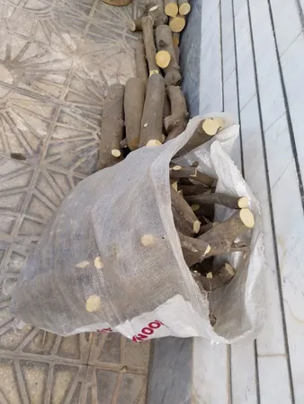 اره باغبانی سامورایی مدل G-R