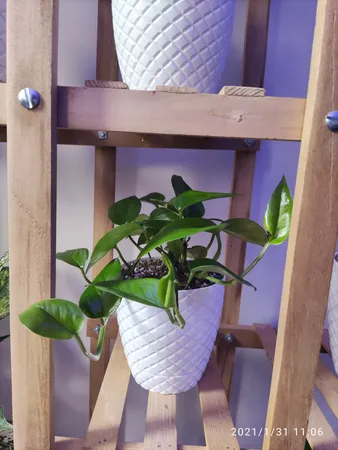 گیاه طبیعی پوتوس کدA.P.01