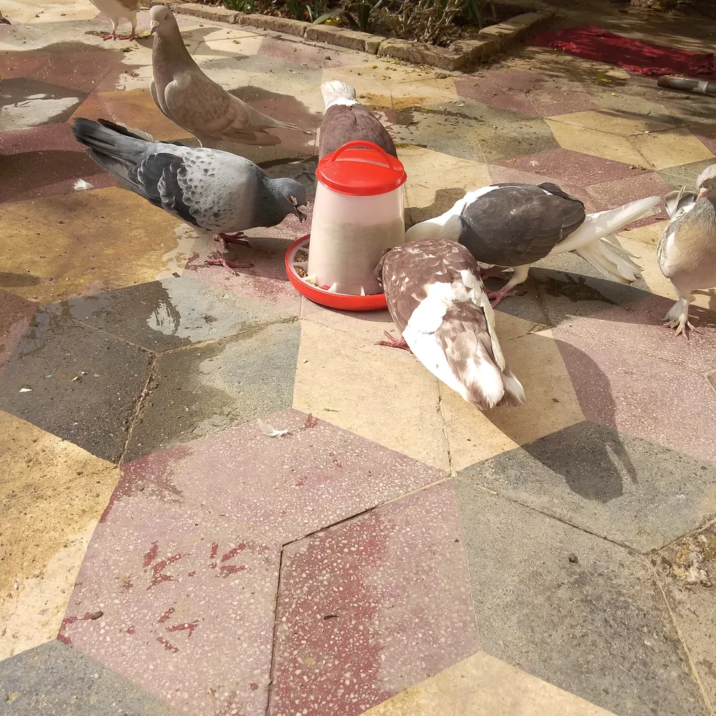 ظرف غذای پرنده کد 501