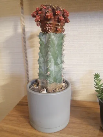 گلدان طرح استوانه مدل مهرنی 7.5-103