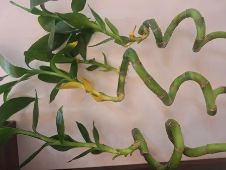 گیاه طبیعی بامبو مدل جوانه دار مدل 80