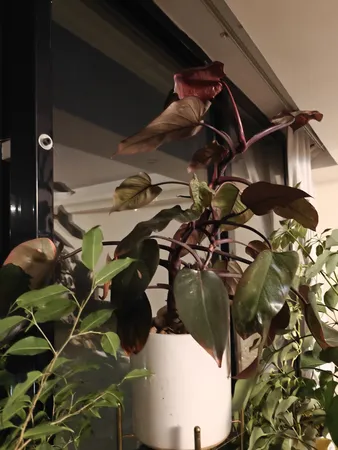 گل طبیعی فیلودندرون  تافکو مدل پینک پرنسس  کد 2x