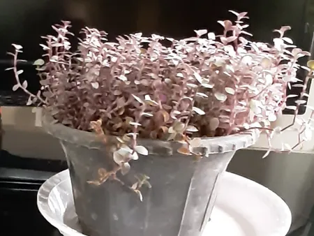 گیاه طبیعی برگ بیدی صورتی ریز کد bdr01