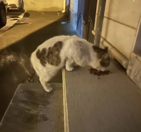 غذای خشک گربه مفید مدل Chiken&Beef وزن 500 گرم