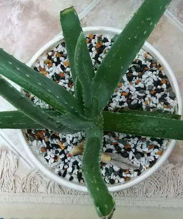 سنگ تزیینی آکواریوم مدل 5col وزن 1کیلوگرم