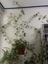 تجریه خرید گیره مدل پتوس بسته 30 عددی