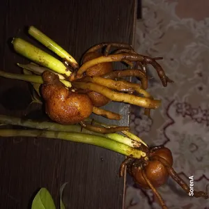 تجریه خرید کود مخصوص گلدهی پتاس بالا فصل سبز مدل NPK-12-12-36 وزن 200 گرم