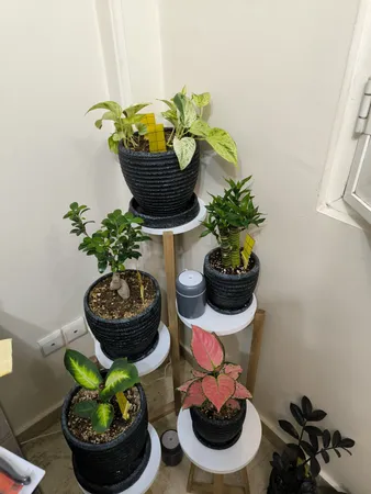 چسب حشره کش کد 200 بسته 10 عددی