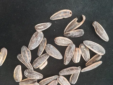 تخمه آفتابگردان چاپار - 200 گرم