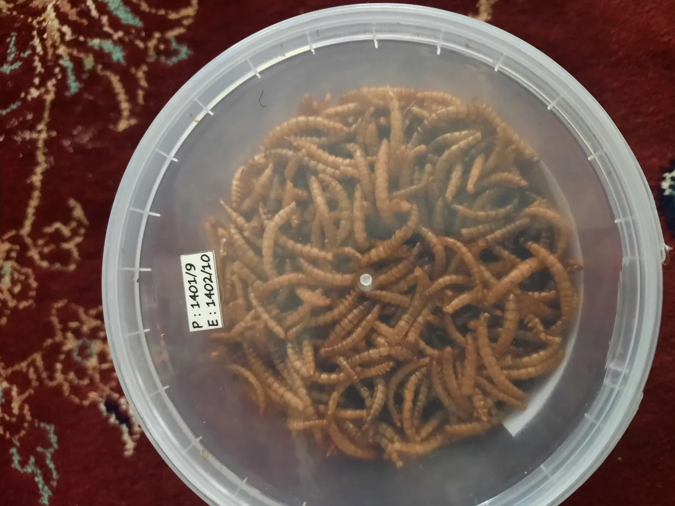 تشویقی عروس هلندی فود فارمز لند مدل میل ورم وزن 50 گرم