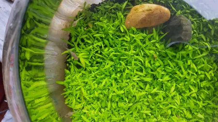 بذر پلنت آکواریوم مدل چمن ریز کوبایی