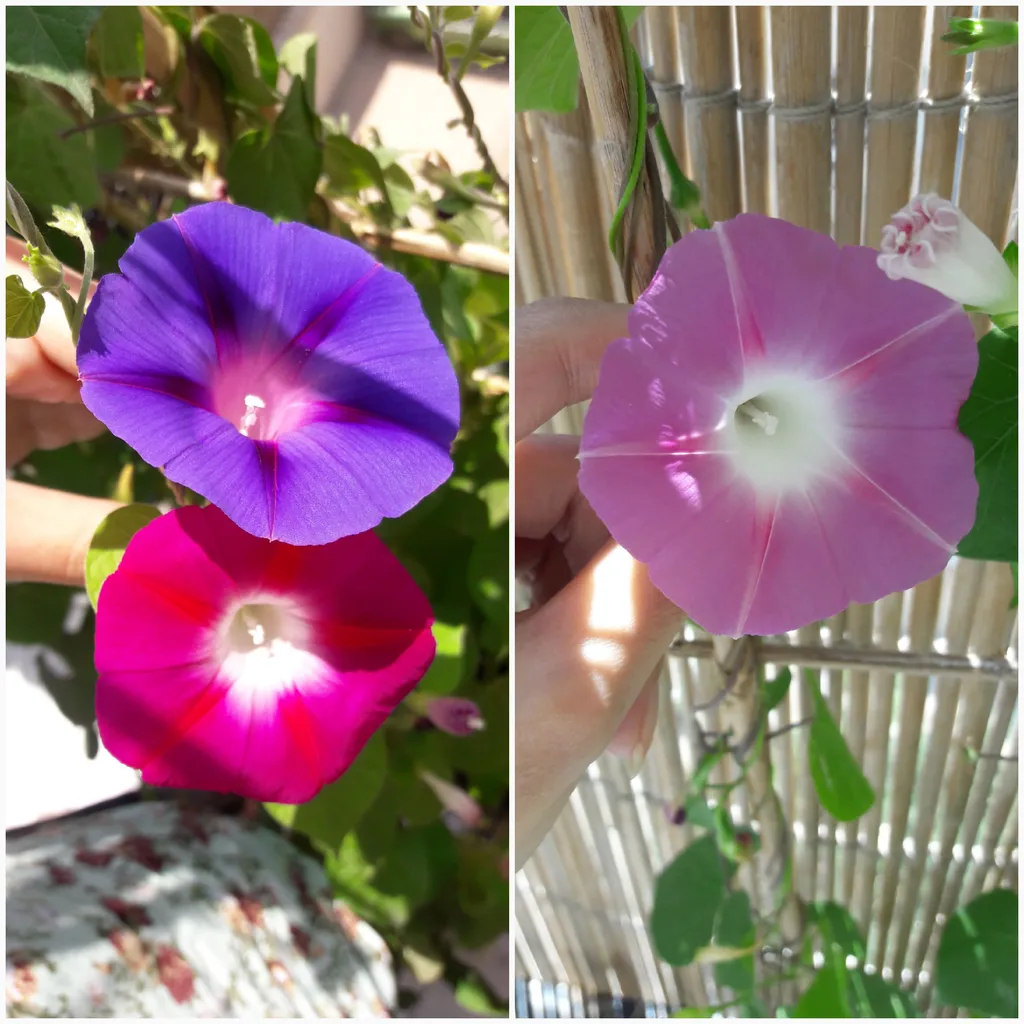 بذر گل نیلوفر رونده الوان آذر سبزینه مدل A138