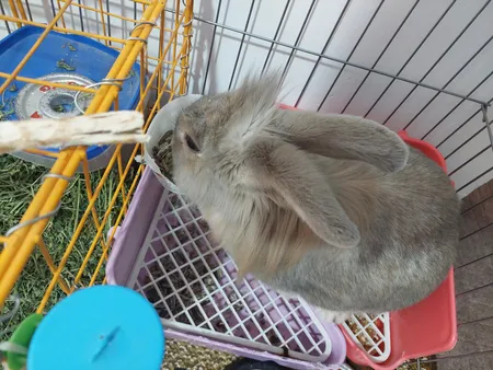 غذای خشک جوندگان تاپ فید مدل آجیلی وزن 1 کیلوگرم