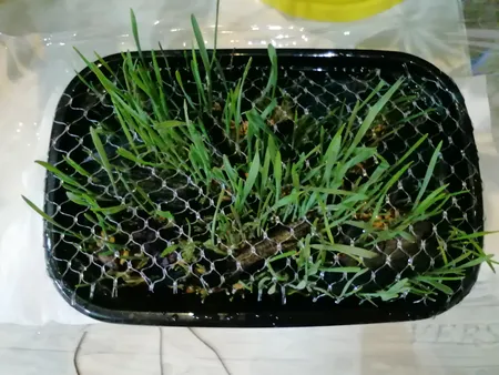 غذای گربه مدل بذر علف وزن 100 گرم