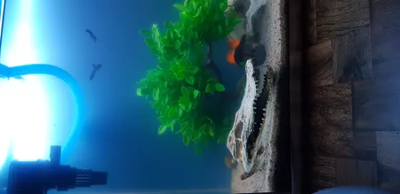 جمجمه تزیینی آکواریوم کد MS