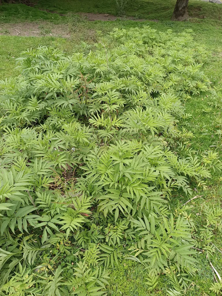 علف زن شارژی مدل Na05