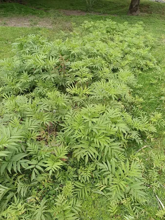 علف زن شارژی مدل Na05