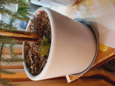 گیاه طبیعی کاج مطبق تافکو مدل x1