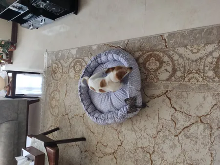 لانه خواب سگ و گربه مدل Petino کد 380