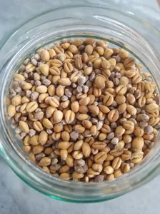 تجریه خرید گندم شاهدانه فدک  - 300 گرم