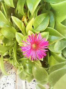 تجریه خرید گوشی موبایل داریا مدل bond 5G دو سیم کارت ظرفیت 256 گیگابایت و رم 8 گیگابایت