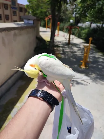 جلیقه پرواز harness مخصوص عروس و گرینچیک و فیشر و مینا