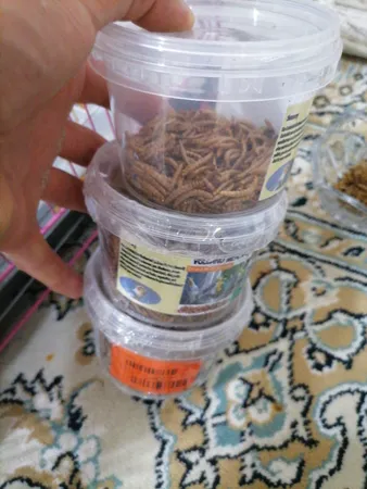 غذای تشویقی عروس هلندی ولکانو میلورم کد MWC60 وزن 60 گرم