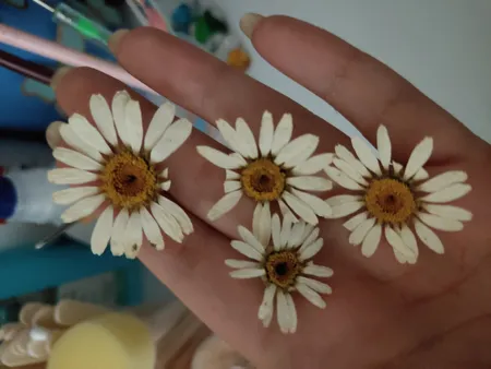 گل خشک مدل رزین اپوکسی بابونه مجموعه 4 عددی