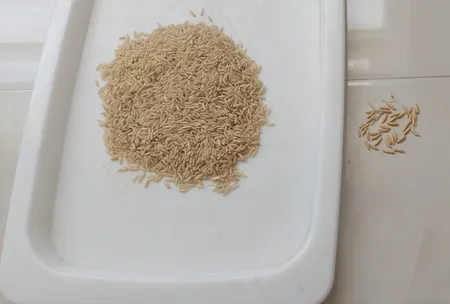 برنج قهوه‌ای سبوس دار گلستان - 2 کیلوگرم