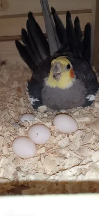 لانه پرنده مدل عروس هلندی درب کشویی طرح چوبی