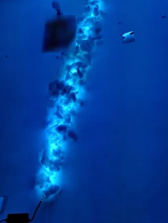 ریسه ال ای دی سی‌ سی پی‌ وای مدل RG08 طول 10متر