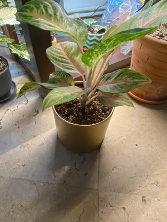 گلدان طرح استوانه مدل مهرنی 17.5-103