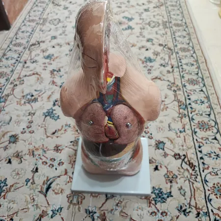 بازی آموزشی طرح مولاژ آناتومی بدن انسان مدل 4040