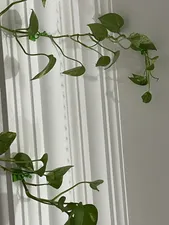 تجریه خرید گیره مدل پتوس کد n33 بسته 20 عددی