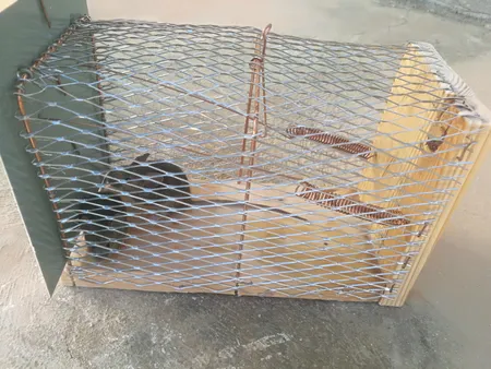 تله موش مدل قفسی