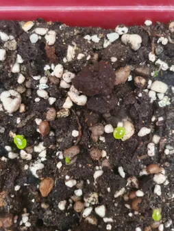 بذر گل حسن یوسف واولت رد سانیا سید مدل Velvet Red