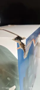 تجریه خرید شارژر باتری خودرو اصل ترونیک مدل ASL6000