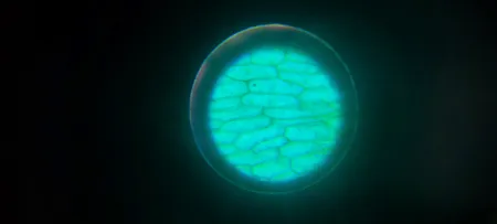 میکروسکوپ آیبکس مدل 1200 Zoombox Vision