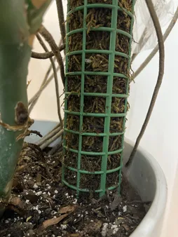 قیم بند مدل خزه دار کد 90cm