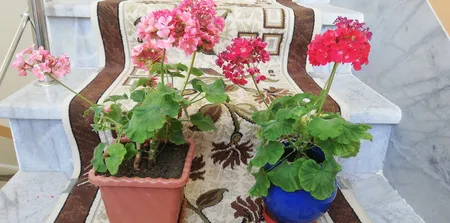 بذر گل شمعدانی الوان سانیا سید مدل SH3