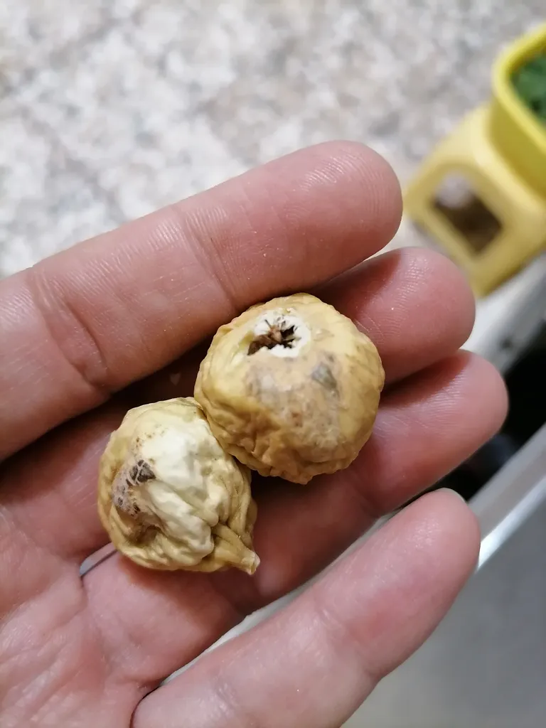 انجیر خشک اکبر راستگو - 250 گرم