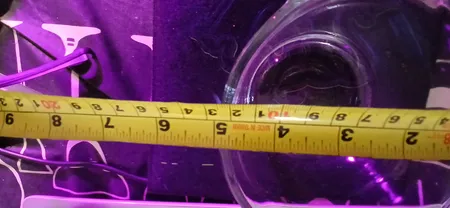 کاسه بلور کاوه مدل Leo