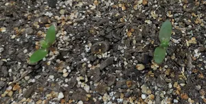 تجریه خرید بذر خیار بوته ای زر بذر ایرانیان کد ZBP-22