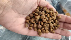 تجریه خرید غذای خشک گربه مفید مدل Supportive Food وزن 10 کیلوگرم