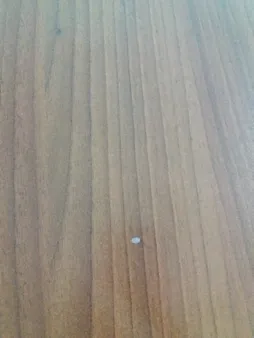 میز تلویزیون پینار مدل بهدیس