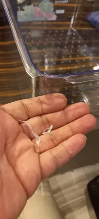 سبد نظم دهنده مرسه کد 1117